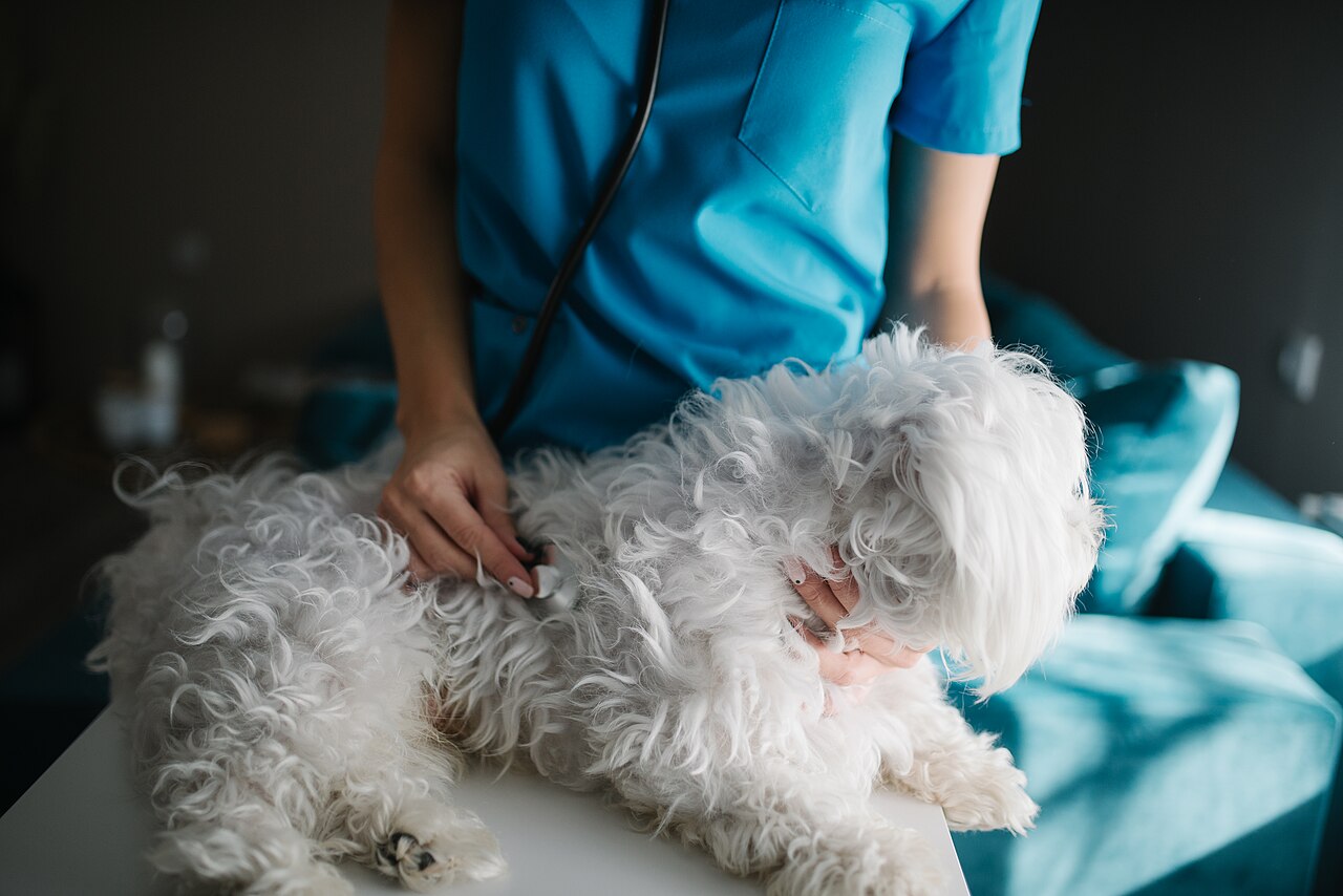 Veterinaria atendiendo a un perro en el consultorio