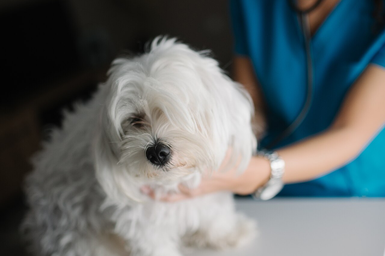 Veterinaria examinando a un perro pequeño