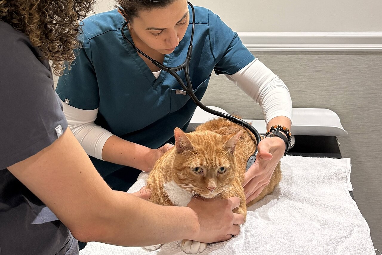 Veterinarias atendiendo a un gato en la camilla